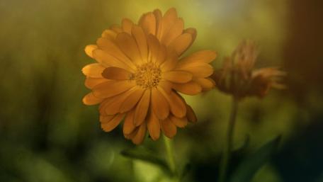 Vibrant Golden Flower in Soft Focus wallpaper