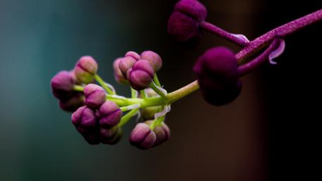 Mystical Purple Flower Buds Wallpaper wallpaper
