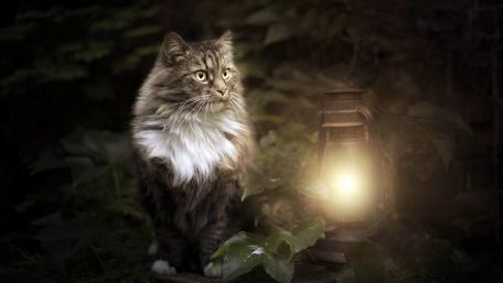 Enchanting Cat by Lantern Light wallpaper