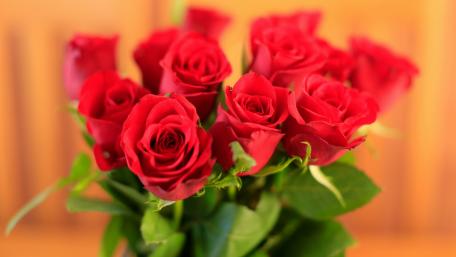 Vibrant Red Roses in Full Bloom wallpaper