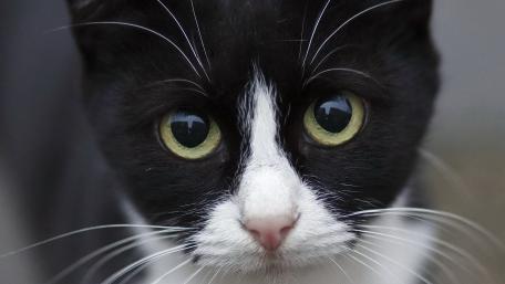 Charming Close-Up of a Black and White Cat wallpaper