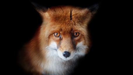 Majestic Fox Staring into the Darkness wallpaper