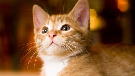 Adorable Ginger Kitten Captivating Hearts wallpaper