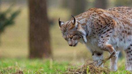 Majestic Lynx in Nature's Embrace wallpaper