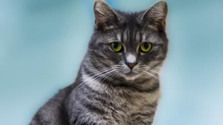 Charming Grey Cat with Striking Green Eyes wallpaper