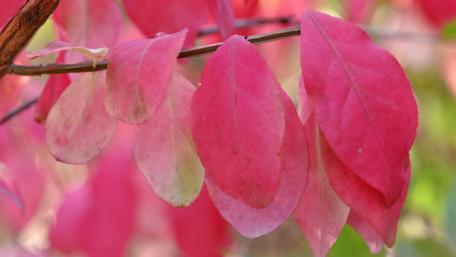 Vibrant Pink Leaves in Nature's Embrace wallpaper