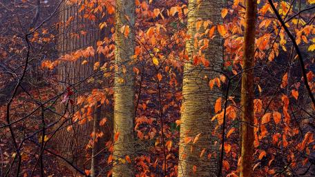 Autumn's Embrace in a Serene Forest Scene wallpaper
