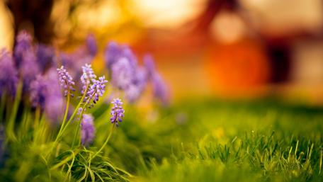 Serene Purple Blossoms in Nature's Embrace wallpaper