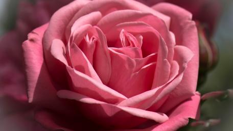 Delicate Pink Rose Blossom Inspiration for Serenity wallpaper