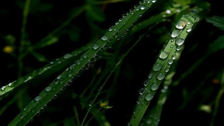 Dewdrops on Lush Green Leaves Showcase Nature's Beauty wallpaper