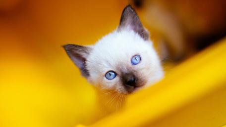 Charming Kitten with Striking Blue Eyes wallpaper