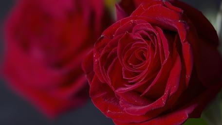 Elegant Red Roses for Your Screen wallpaper