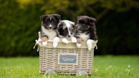 Adorable Puppies in a Basket Looking for a Home wallpaper