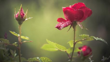 Radiant Red Roses in the Rain wallpaper
