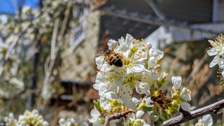bee in a flower wallpaper