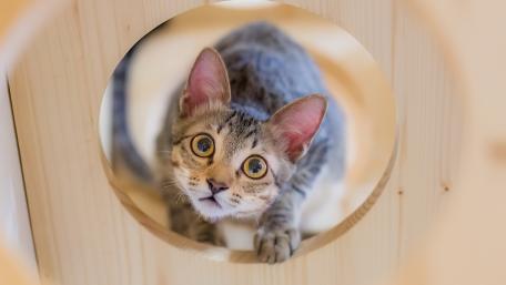 Curious Cat Peering Through a Tunnel wallpaper