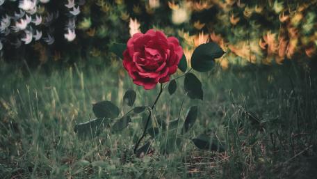 Vibrant Bloom of a Red Rose in Nature wallpaper