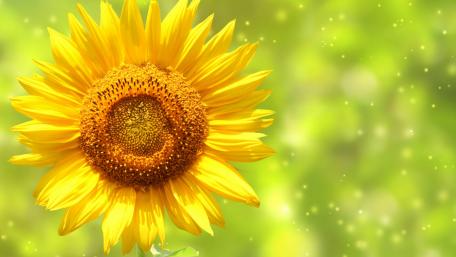 Bright Sunflower in Glorious Yellow Shades wallpaper