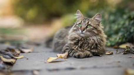Fluffy Cat Relaxing Among Leaves wallpaper