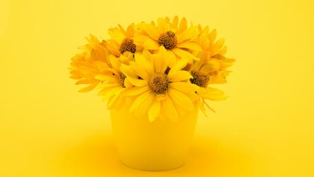 Bright and Cheerful Yellow Flowers Wallpaper wallpaper