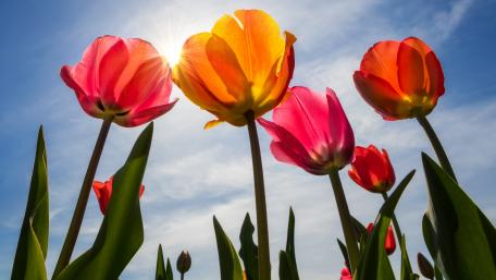 Spring tulips low angle view wallpaper