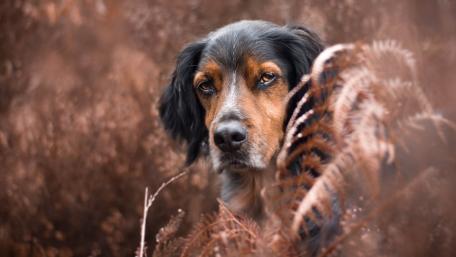 Cute Dog in Nature's Embrace wallpaper