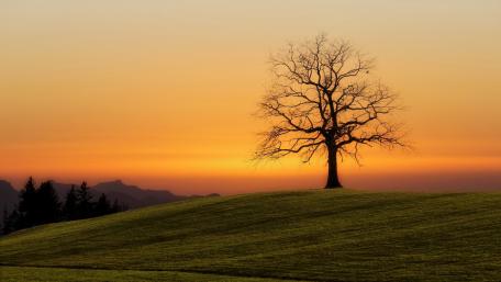 Solitary Tree Against a Vibrant Sunset wallpaper