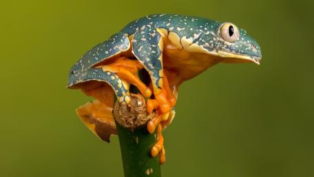 Vibrant Frog Resting on a Green Stem wallpaper