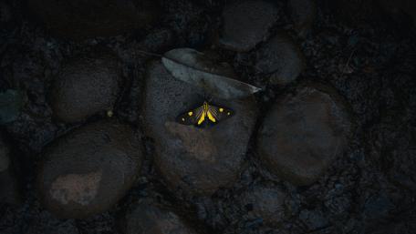 Butterfly in the Shadows on Stones wallpaper