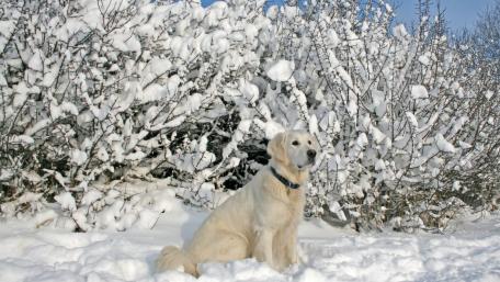 Golden Retriever in a Winter Wonderland wallpaper