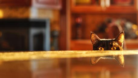 Curious Cat with Captivating Eyes wallpaper