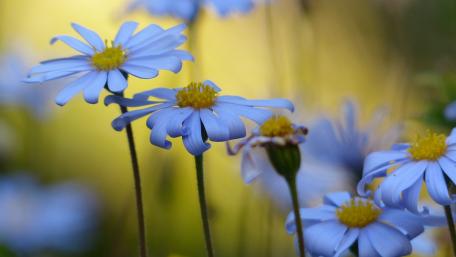 Delicate Blue Blossoms in Soft Light wallpaper