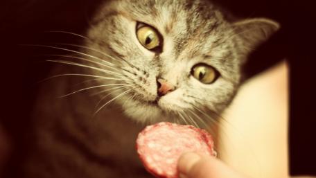 Curious Cat Ready for a Treat wallpaper