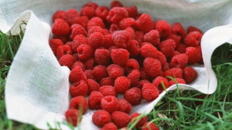 Fresh Raspberries Gathered in Nature's Embrace wallpaper