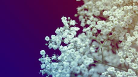 Elegant Baby's Breath in Soft Hues wallpaper