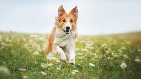 Happy Dog Frolicking in a Field of Flowers wallpaper