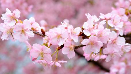 Spring's Gentle Embrace wallpaper