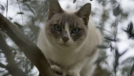 Curious Cat in the Trees wallpaper