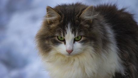 Majestic Feline in Snowy Landscape wallpaper
