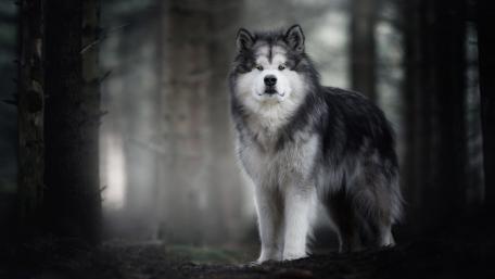 Majestic Dog in Enchanted Forest Scene wallpaper