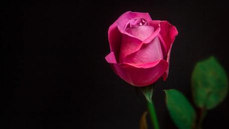 Elegant Rose in Soft Blooming Beauty wallpaper