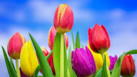 Vibrant Tulips Under a Bright Sky wallpaper