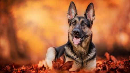 Autumn Joy with a Dog Friends wallpaper