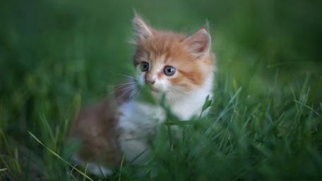 Charming Kitten in Greenery wallpaper