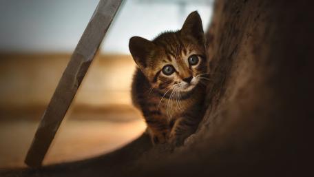 Curious Kitten Exploring Its World wallpaper