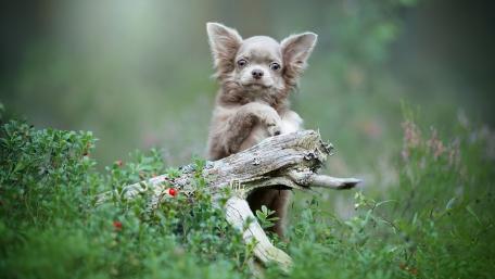 Adorable Puppy Sitting on a Log in Nature wallpaper
