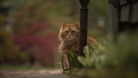 Curious Cat in Soft Light wallpaper