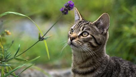 Curious Cat in Nature wallpaper