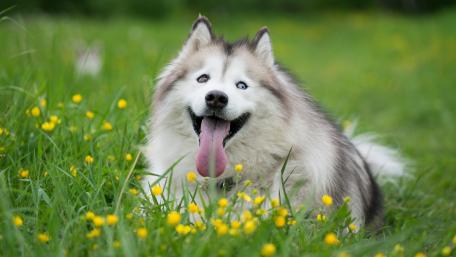 Happy Dog Splashing Joy in Nature wallpaper