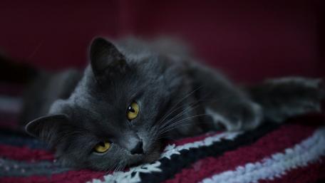 Elegant Gray Cat Relaxing on Cozy Blanket wallpaper